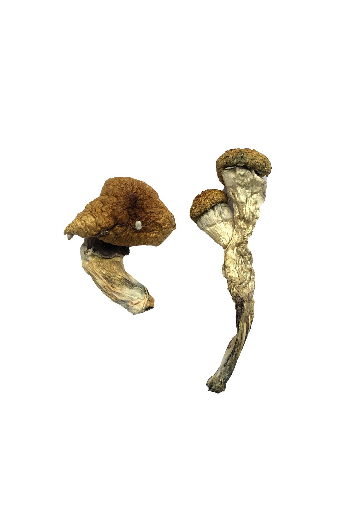 Amazonian Magic Mushrooms online