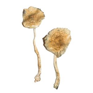 Buy Cuban Magic Mushrooms Michigan