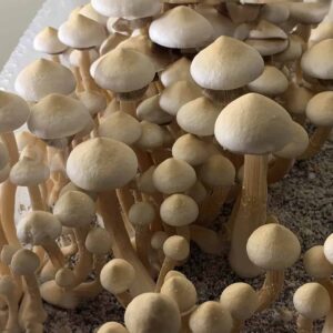 Rusty Whyte Magic Mushroom